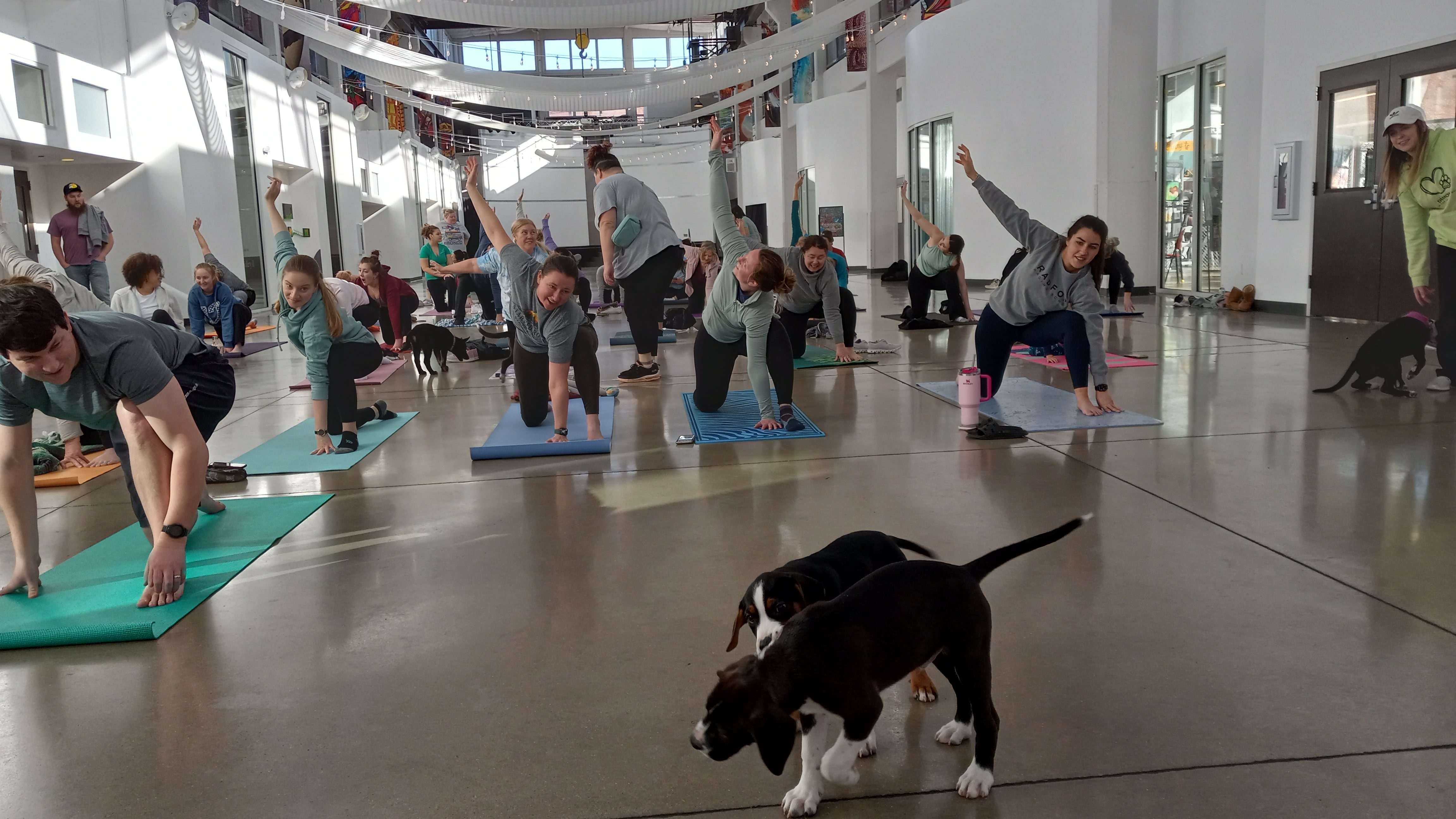 A group of people participating in a yoga class in a spacious indoor setting, with several puppies roaming around them. Some participants are wearing yoga attire and are on mats, engaging in various yoga poses, while others interact with the puppies.